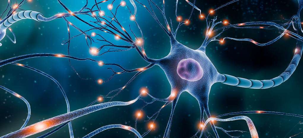 Foundations of Neuroscience Sym001